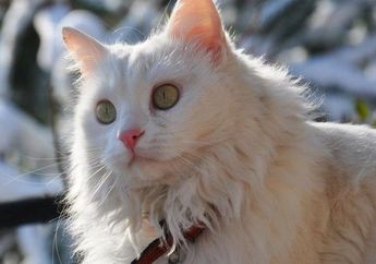 Kucing Anggora Asli Asalnya dari Mana, ya? Ini Fakta Kucing Anggora!