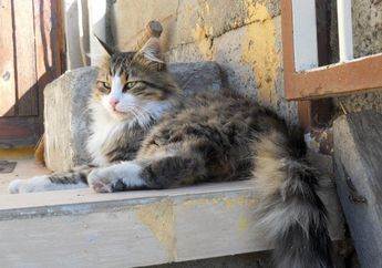 Ingin Pelihara Kucing Anggora? Kenali Sifat dan Cara Merawatnya, yuk!