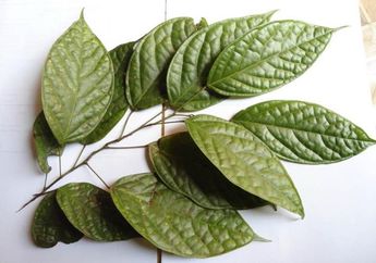 Daun Sengkubak, Penyedap Rasa Alami dari Kalimantan, Ada yang Pernah Coba?