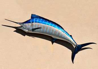 Blue Marlin, Ikan Besar dan Cepat yang Hidup di Perairan Hangat
