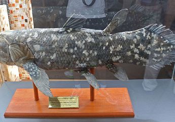 Ikan Purba Ini Ternyata Masih ada di Bumi, lo! Pernah Melihatnya?