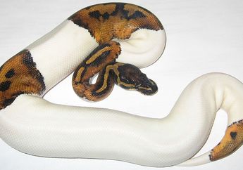 Bukan Albino, Ada Ular Piton dengan Corak Tubuh Putih, Apa Nama Kondisinya ya?