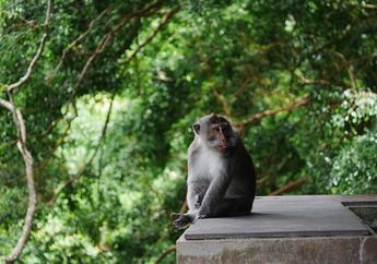 Ingin Berkunjung ke Monkey Forest Ubud di Bali? Patuhi 7 Hal Ini, yuk!
