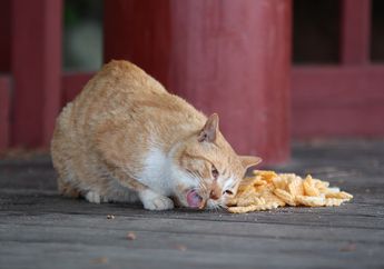 5 Makanan Ini Sering Diberikan ke Kucing, Padahal Bisa Berbahaya untuk Kesehatannya! Salah Satunya Ikan Campur Nasi