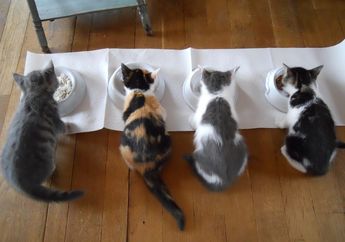 Bolehkah Kucing Diberi Makan Nasi? Ini Penjelasannya