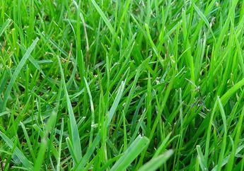 Bisa Makan Sayuran, Mengapa Manusia Tidak Pernah Makan Rumput?