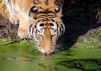 Harimau Memiliki Bintik Putih di Telinganya, Apa Fungsi Bintik Itu?