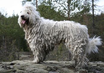 Punya Bulu Gimbal, Ternyata Bulu Anjing Komondor Terbentuk Secara Alami