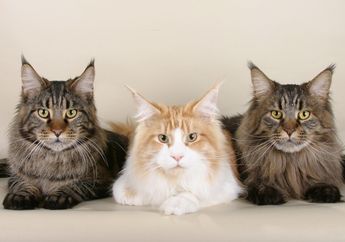 Kucing Bukan Satu-satunya Penyebar Toksoplasma, Cari Tahu Fakta-faktanya, yuk!
