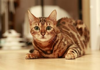 Kucing Jenis Apakah yang Cocok dengan Kepribadianmu? Yuk, Cari Tahu!