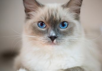 Suka Kucing Bermata Biru? Kenali 3 Penyebab Mata Kucing Berwarna Biru, yuk!
