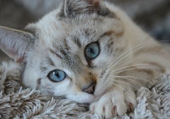 Kucing Punya Pupil dengan Garis Vertikal di Tengahnya, Ketahui Berbagai Keunikan Mata Kucing, yuk!