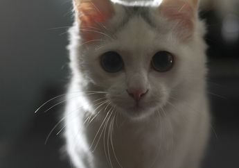 Bisa Melihat dengan Baik di Tempat Minim Cahaya, Ini Fakta Seru Mata Kucing! (Bagian 2)
