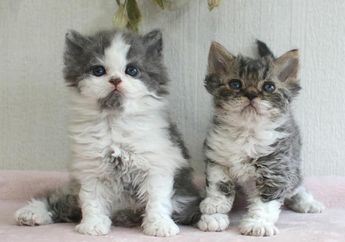 Lucunya Sheep Cat, Kucing 'Berbulu Domba' yang Terkenal di Internet, Pernah Lihat?