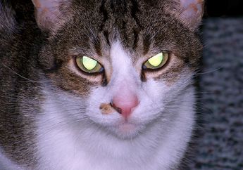 Mata Kucing Terlihat Bersinar dalam Gelap, Ternyata Ini Penyebabnya