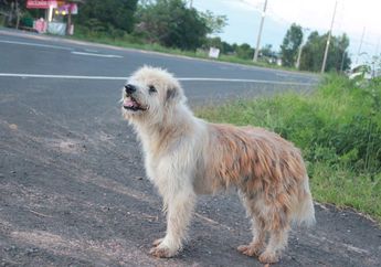 Wah, Anjing Setia Ini Menunggu Tuannya Selama 4 Tahun di Tempat yang Sama