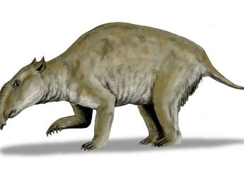 Wah, Keluarga Marsupial dengan Berat Ribuan Kilogram Pernah Hidup di Australia