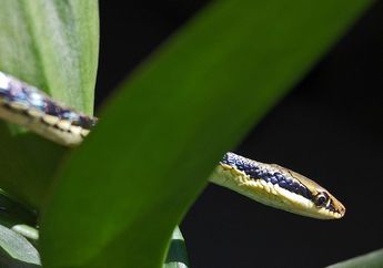 Ular Tambang, Jenis Ular yang Ditakuti oleh King Cobra, Pernah Lihat?