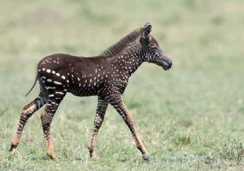Wah, Zebra di Kenya Ini Memiliki Tubuh dengan Corak Polka Dot