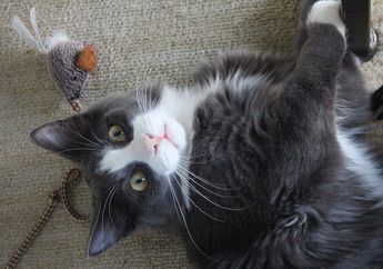 Bukan Karena Bulunya, Mengapa Ada Orang yang Alergi Kucing, ya?