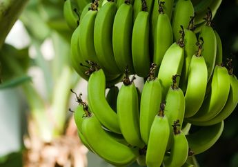 Jarang Dikonsumsi, Ternyata Pisang Mentah Juga Punya Manfaat