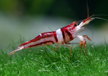Sedih, Udang Cantik Asal Sulawesi Ini Dinyatakan Hampir Punah