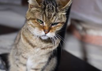 Wah, Hagia Sophia di Turki Ternyata Dihuni Kucing Lucu Bernama Gli