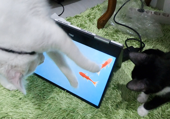 Sedang Sedih? Coba Lihat Video Kucing Lucu yang Sedang Bermain