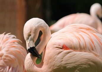Flamingo Juga Menyusui Anaknya, Apakah Flamingo Punya Kelenjar Susu?