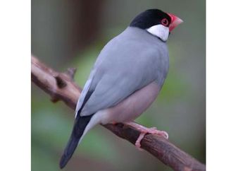 Burung Gelatik Jawa, Burung Cantik yang Suka Hidup Berkelompok