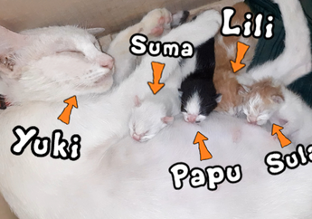 Sebelum Siapkan Tempatnya, Ketahui Ciri-Ciri Kucing yang Akan Melahirkan