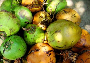 Kelapa Merupakan Buah yang Berat, tapi Mengapa Bisa Mengapung di Permukaan Air?