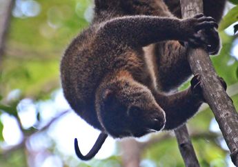 Kuskus, Hewan Menggemaskan yang Dilindungi Karena Sering Diburu