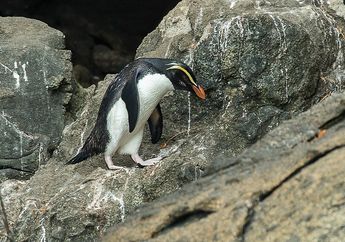 Ada Penguin yang Tinggal di Hutan Hujan, lo! Tawaki Namanya!