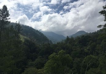 Hutan Sumatra Satu-Satunya Tempat di Dunia yang Ditinggali 4 Hewan Ini Bersamaan, Apa Saja?