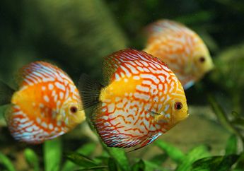 Ikan Discus, Si Cantik dari Sungai Lembah Amazon yang Sensitif