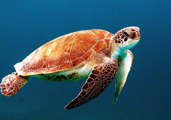 Hewan Laut yang Punya Paru-Paru Harus Menahan Napas di Dalam Air, Siapa yang Paling Lama Mampu Menahan Napas?