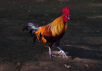 Terkadang Ayam Jantan Berkokok di Tengah Malam, Cari Tahu Sebabnya, yuk!