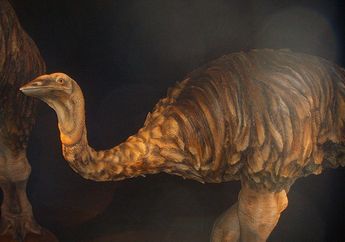 Mirip Emu dan Burung Unta, Burung Gajah Juga Pernah Ada, lo!