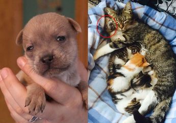 Bikin Terharu, Kucing Ini Jadi Ibu Asuh Anak Anjing yang Baru Kehilangan Ibunya