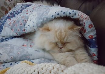 Ingin Memelihara Kucing Ras Angora atau Persia? Ini Tipsnya!