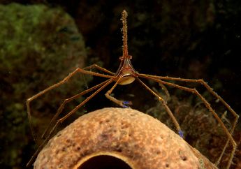Bukan Laba-Laba, Ini adalah Kepiting Berkaki Laba-Laba