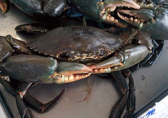 Kepiting Bakau, Hewan Tangguh yang Bantu Jaga Ekosistem