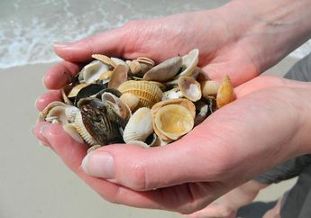 Stop Bawa Pulang Pasir dan Kerang saat Berlibur ke Pantai, Ini Alasannya