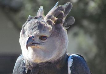 Ini Dia Elang Harpy, Elang Terbesar dan Punya Cakar yang Kuat