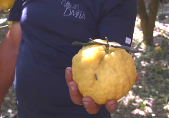Wah, Lemon dari Italia Ini Ukurannya Bisa Mencapai Sebesar Kepala Orang Dewasa