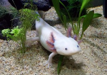 Merupakan Hewan Amfibi Selain Katak, Cari Tahu Tentang Axolotl, yuk!