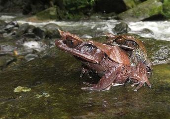 Wah, Ada Spesies Katak Tanduk Baru yang Ditemukan di Kalimantan!