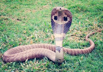 Sering Dianggap Sama, Ternyata Ular Kobra dan King Cobra Berbeda