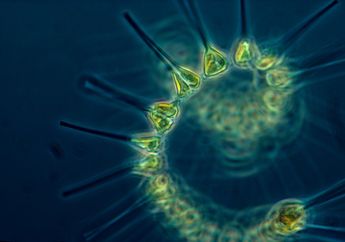Plankton, Hewan Laut Kecil yang Membantu Sumbang Oksigen di Bumi